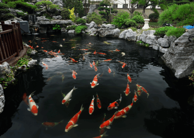 Buying Koi: A Guide For All Koi Enthusiasts