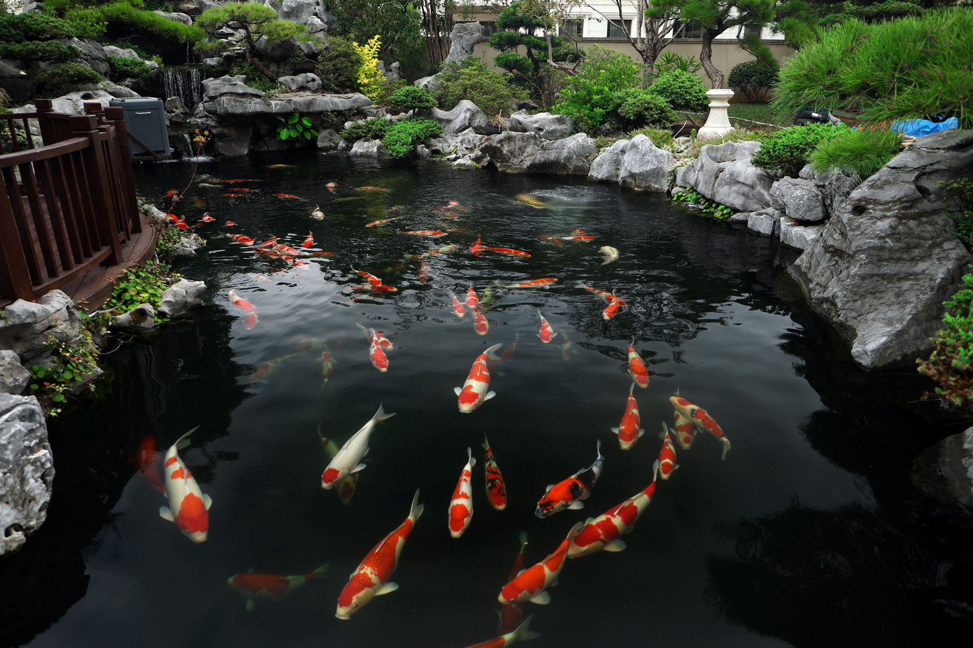 Buying Koi: A Guide For All Koi Enthusiasts